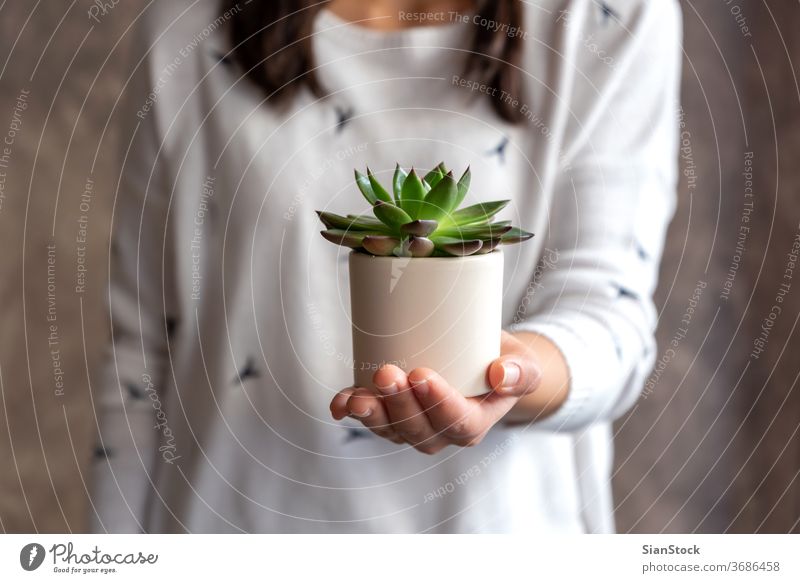 Frau hält sukkulente Pflanze Topf Blume Beteiligung Halt Hände Blumenhändler Geschenk geblümt weiß zeigen im Innenbereich Sukkulente. Hintergrund Person