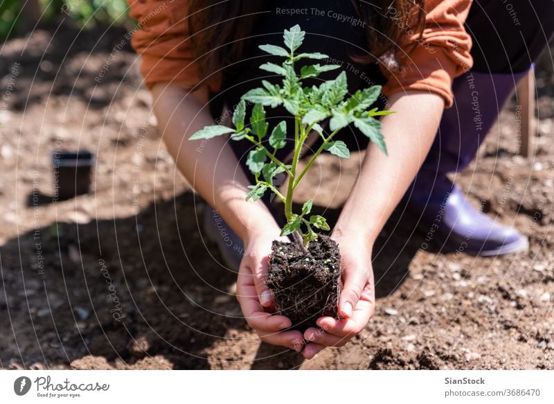 Frau pflanzt im Garten junge Tomaten an. Wachstum Erde Schmutz Natur sprießen grün Hand Landwirtschaft Frühling Hände Ackerbau Boden Gartenarbeit Nahaufnahme