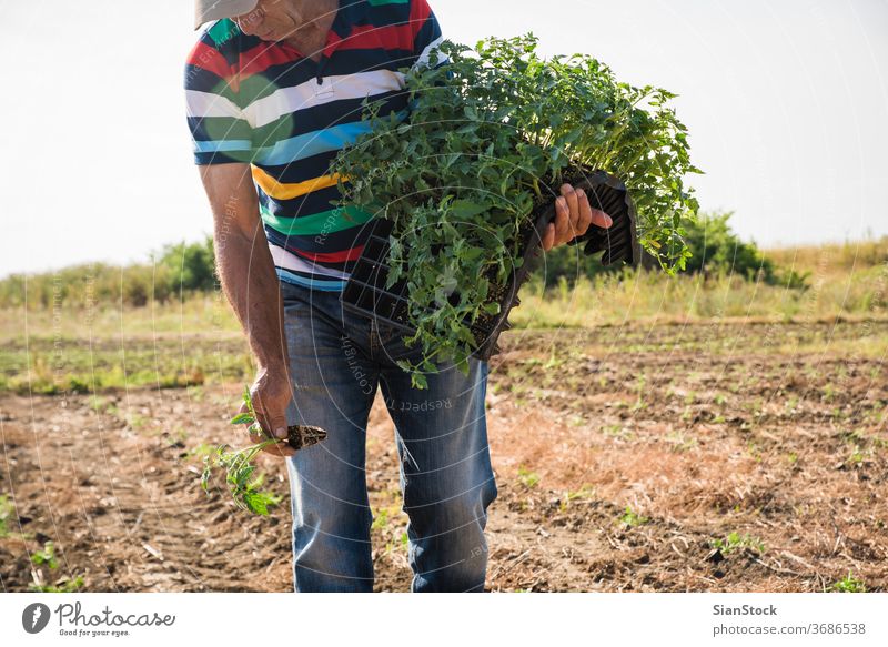 Landwirt, der junge Tomaten anpflanzt Landwirte Feld Gemüse Garten Ackerbau Bauernhof grün Landwirtschaft Pflanze Natur organisch Gartenarbeit wachsend blau