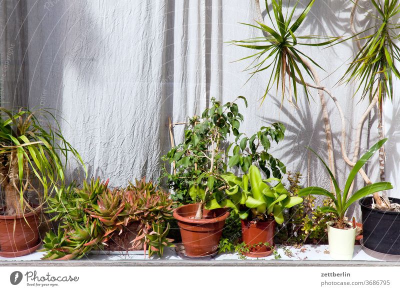 Blumentöpfe im Schaufenster blume blumentopf deko dekoration laden menschenleer natur pflanze schaufenster sommer stamm strauch textfreiraum tiefenschärfe