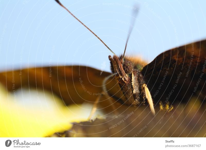 Nektar zum Frühstück Schmetterling Aglais urticae Kleiner Fuchs Falter Füller Edelfalter Insekt Nektarsuche heimischer Falter heimischer Schmetterling