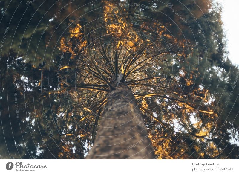 Draufsicht auf einen Baum im Sonnenuntergang Sonnenstrahlen Wachstum im Freien Natur Tiefblick Ast keine Menschen Wald Park ungewöhnlicher Winkel Sommer