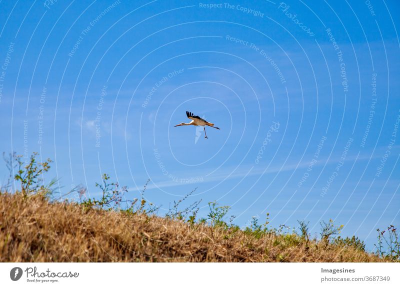 Storch - Grazile Verrenkung im Himmel - Rheinland Pfalz, Wörrstadt, Deutschland Verrenkungen Weißstorch fliegen Getreidefeld blauer Himmel ausgestreckt Bein