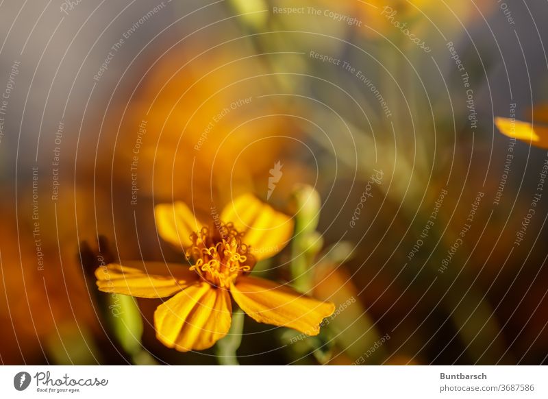 Nahaufnahme einer gelben Wildblume Blume Blüte Makroaufnahme Pflanze Natur Detailaufnahme Blütenblatt Sommer Wachstum Botanik Farbe Blütenknospen frisch schön