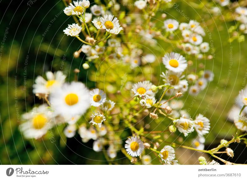 Kleine Blumen. blume blühen blüte erholung ferien garten kleingarten kleingartenkolonie menschenleer natur pflanze ruhe schrebergarten sommer stamm strauch