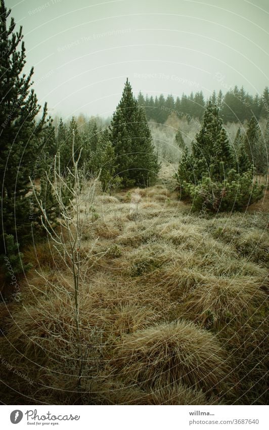 Raureif im Hochmoor Kühnheide Regenmoor Biotop Naturschutzgebiet Mothäuser Heide Moor Moorlehrpfad Stengelhaide Flora Nadelbäume Nadelwald November Erzgebirge