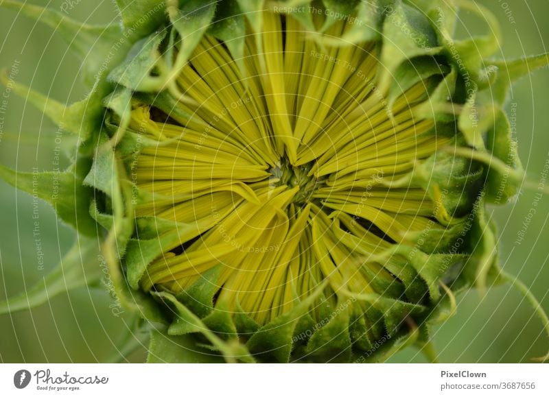 verschlossene Sonnenblume Blume Pflanze gelb Natur Blütenblatt vegan flora grün Sommer Frieden vegane Ernährung Küche