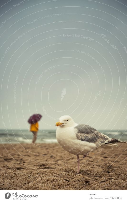 Schmuddelwedda Möwe Möwenvögel Silbermöwe trüber Tag Ostsee ostseeküste Ostseestrand Strand Sandstrand Wasser Meer Küste Küstenvogel Ferien & Urlaub & Reisen