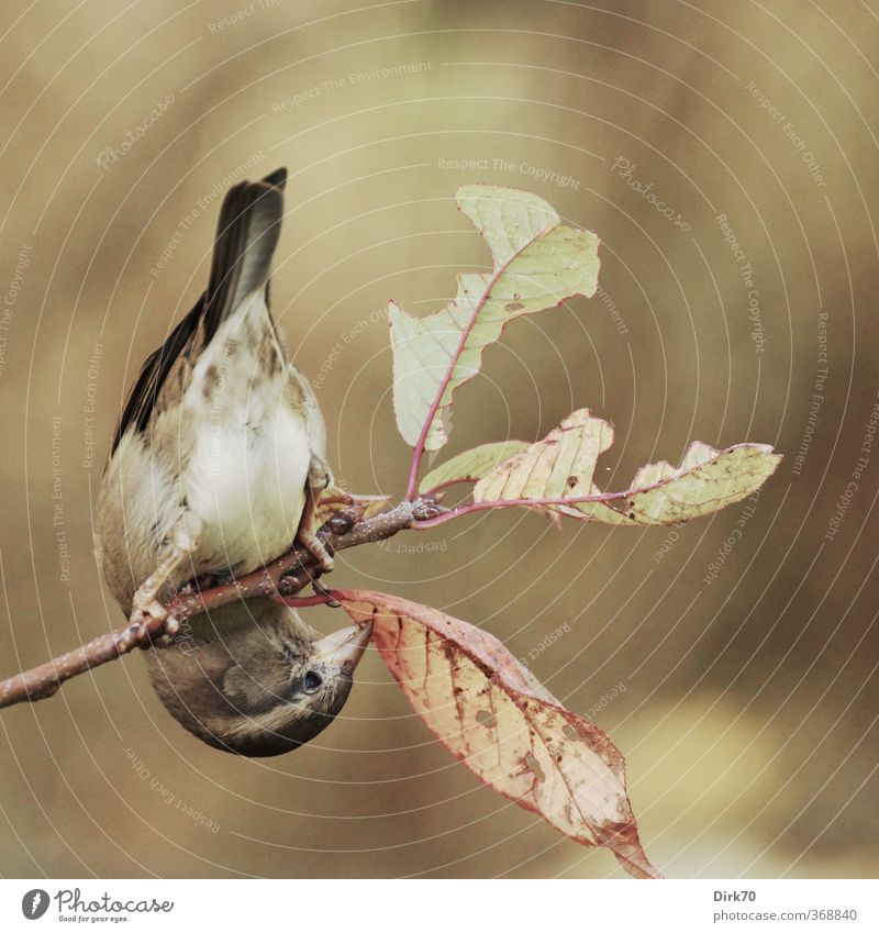 Zweigartistin Essen Herbst Pflanze Sträucher Blatt Garten Tier Wildtier Vogel Spatz Sperlingsvögel Haussperling 1 Fressen hängen Jagd braun gelb grau grün rot