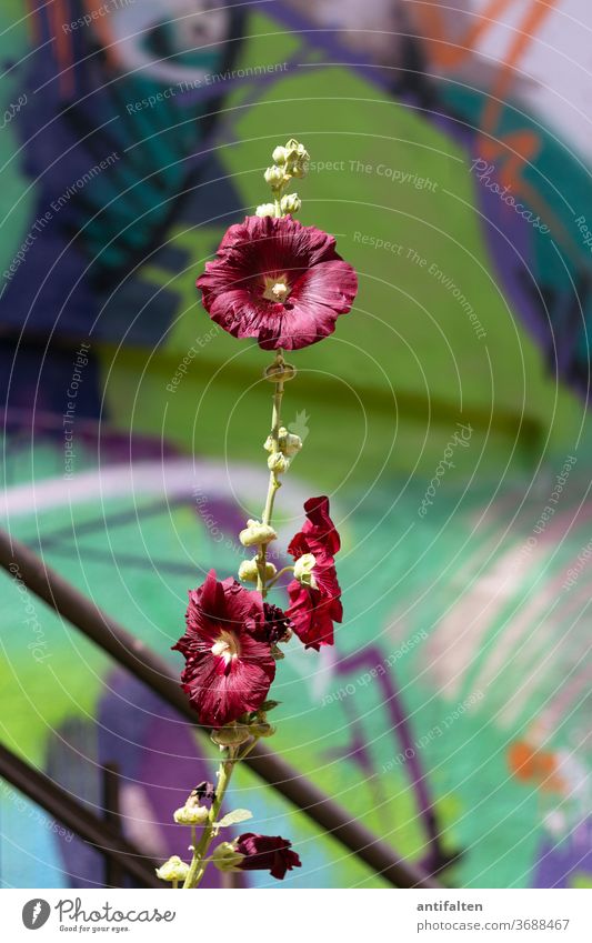 Schöne Wildblume Blume grafitti Natur Blüte grün Sommer Treppengeländer blühen Frühling Blühend Außenaufnahme Garten Farbfoto schön natürlich Duft Umwelt