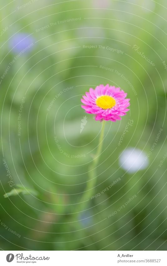 Blume in gelb und rosa Blüte Frühling schön Nahaufnahme Menschenleer Blütenblatt Garten Pflanze Hintergrund Farbfoto Farbe Natur Blumen Hintergrund neutral