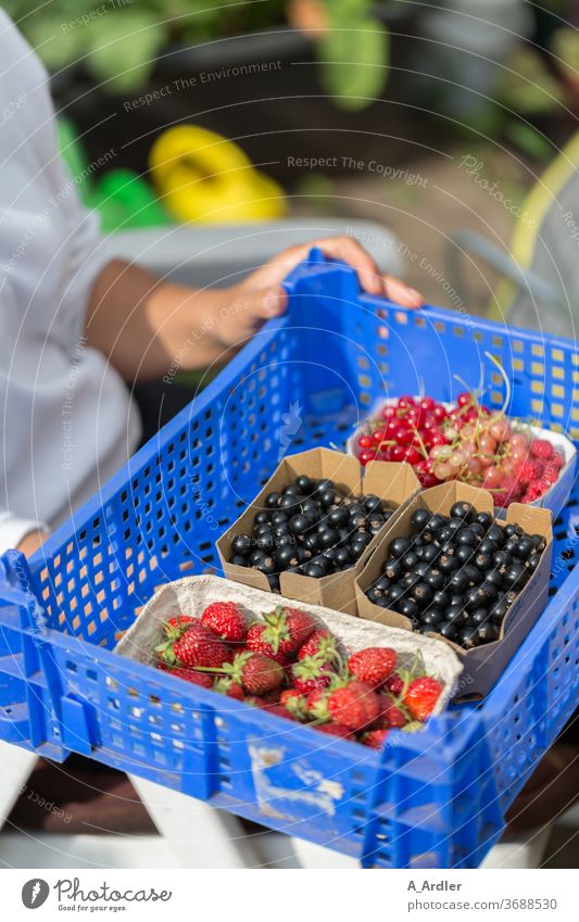 Ernte von Beerenfrüchten aus dem eigenen Garten Erdbeeren Johannisbeeren schwarze Johannisbeeren Himbeeren Fruchtzucker Blaubeeren Rohkost Sommer Sommerobst