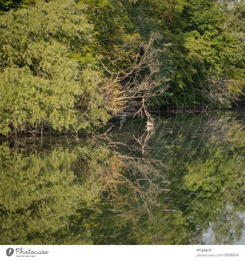 Natur pur Idylle Rheinauen Wasser Spiegelung Bäume Äste Wald See grün Landschaft Ruhe Stille natürlich Altrhein Reflexion & Spiegelung Seeufer Menschenleer