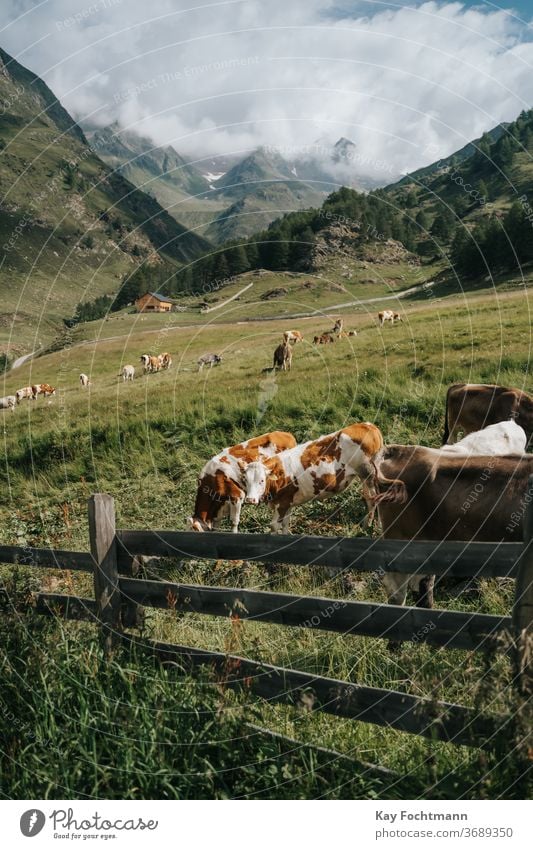 Kuhherde ruht auf Ackerland, umgeben von den Dolomiten landwirtschaftlich Ackerbau alpin Alpen Tier Ruhe Rind Land Landschaft Molkerei Ökotourismus Umwelt