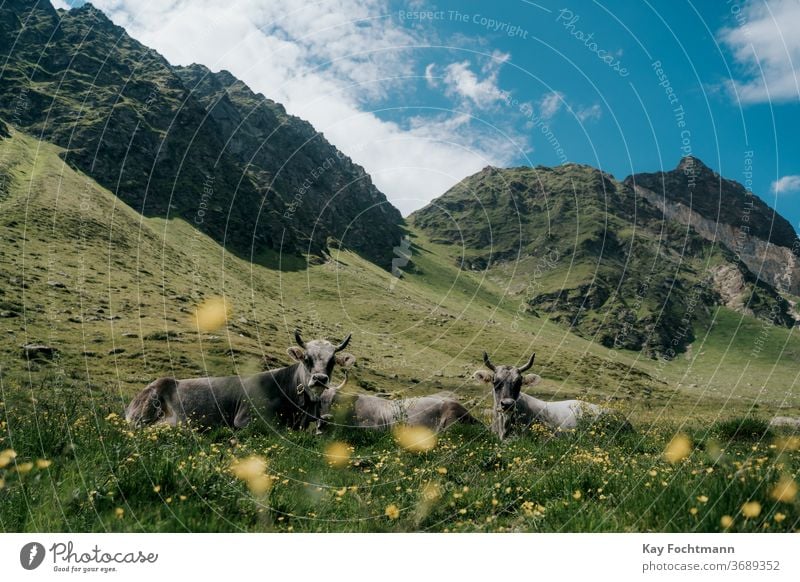 Kuhherde ruht auf Ackerland, umgeben von den Dolomiten landwirtschaftlich Ackerbau alpin Alpen Tier Ruhe Rind Land Landschaft Molkerei Ökotourismus Umwelt