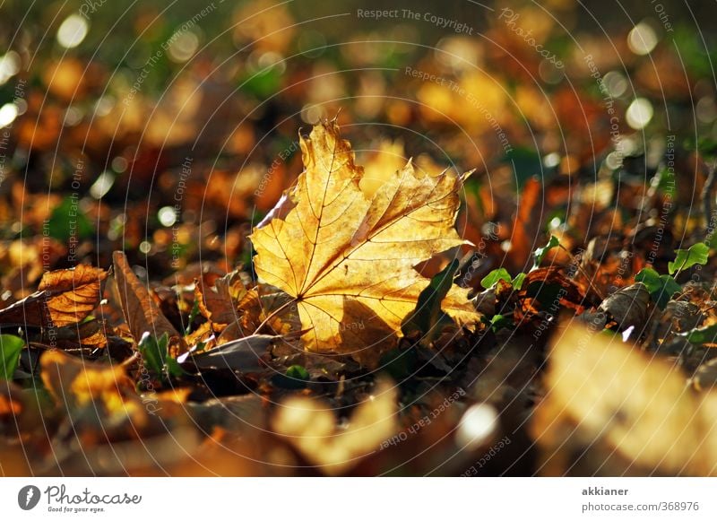 herbstlich Umwelt Natur Pflanze Herbst Blatt Park hell nah natürlich Wärme braun Farbfoto Gedeckte Farben mehrfarbig Außenaufnahme Nahaufnahme Menschenleer Tag