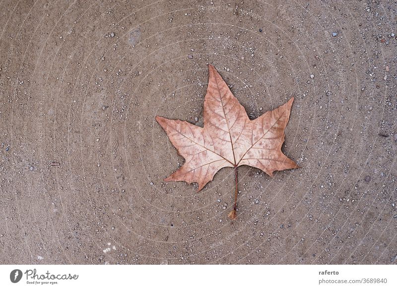 Ein einsames trockenes Blatt auf dem Boden Hintergrund Laubwerk Herbst Muster Saison Konzept Park Natur fallen abstrakt 1 Umwelt gelb Straße Pflanze