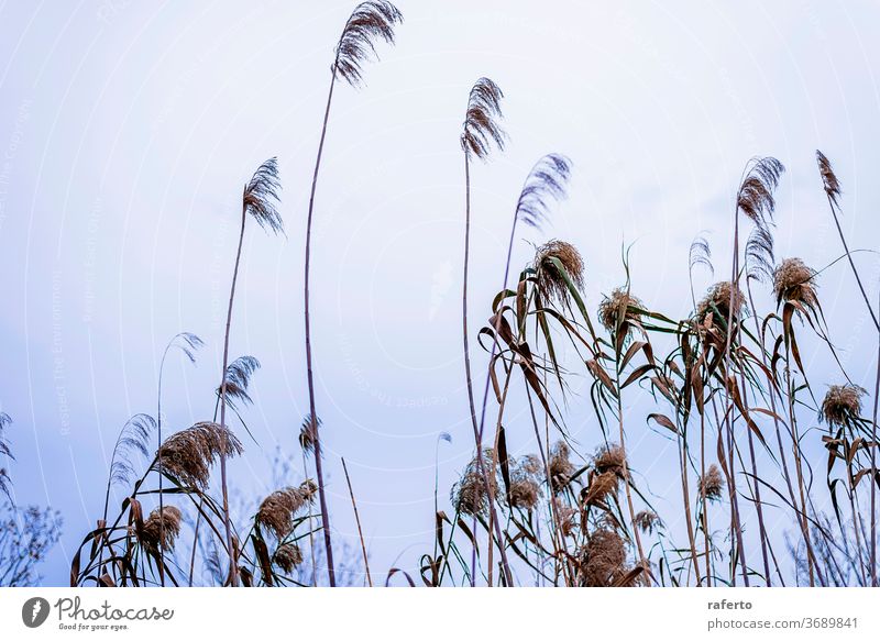 Niedrigwinkelansicht einer Weizenähre im Feld grün Pflanze Sonnenlicht Korn Land Ackerland Sommer Natur Ernte Landschaft Ackerbau im Freien Wachstum Gerste