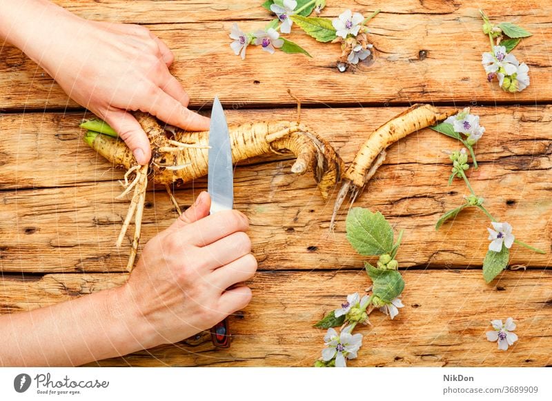 Althäae-Wurzel in der Kräutermedizin althaea Kräuterbuch althaea officinalis Medizin Rhizom Pflanze Kraut radix Heilpflanzen natürlich Marshmallow