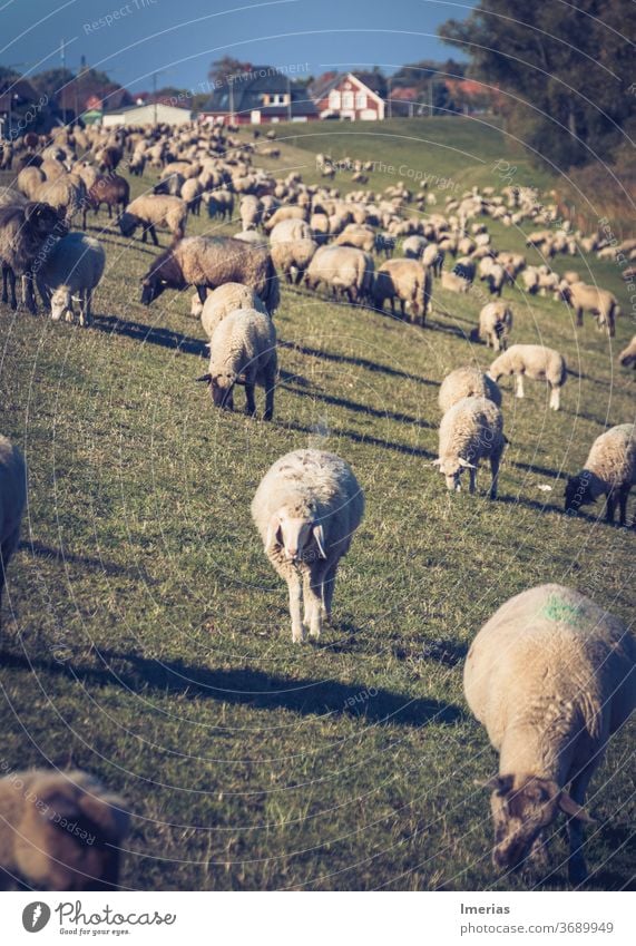 Schafe auf dem Deich Herde Hamburg Schafherde Landschaft Natur Außenaufnahme Weide Wiese Landwirtschaft Tiergruppe Menschenleer Nutztier Wolle Tierporträt