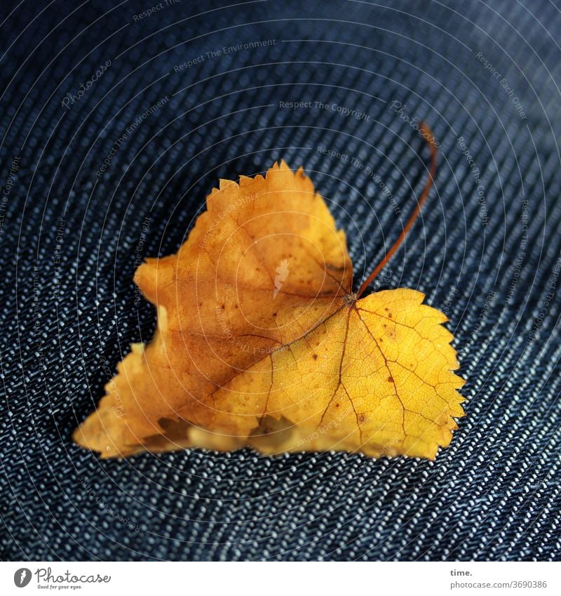 Herbst voraus (6) blatt herbst übergang transformation welk verwelken liegen gelb hose jeansstoff einzeln