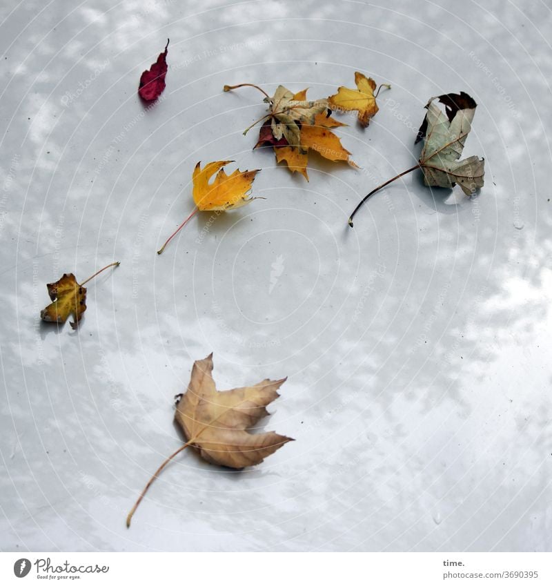 Herbst voraus (4) blatt herbst übergang transformation welk verwelken liegen auto gelb braun tod kühlerhaube lack glänzen spiegeln ahorn