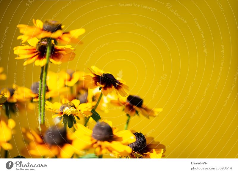 gelbe Blumen vor gelben Hintergrund Blüten Blumenpracht Frühling Textfreiraum Textfreiraum oben Hintergrund neutral Platzhalter schön stimmungsvoll Gefühle