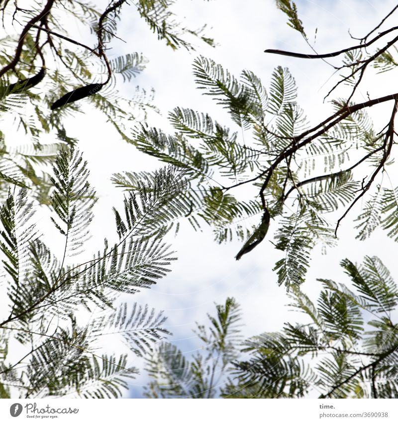 Frühwedler baum äste hoch Perspektive Natur pflanze filigran himmel luftig leicht Silhouette Menschenleer Leichtigkeit Inspiration elegant Leben Wärme natürlich