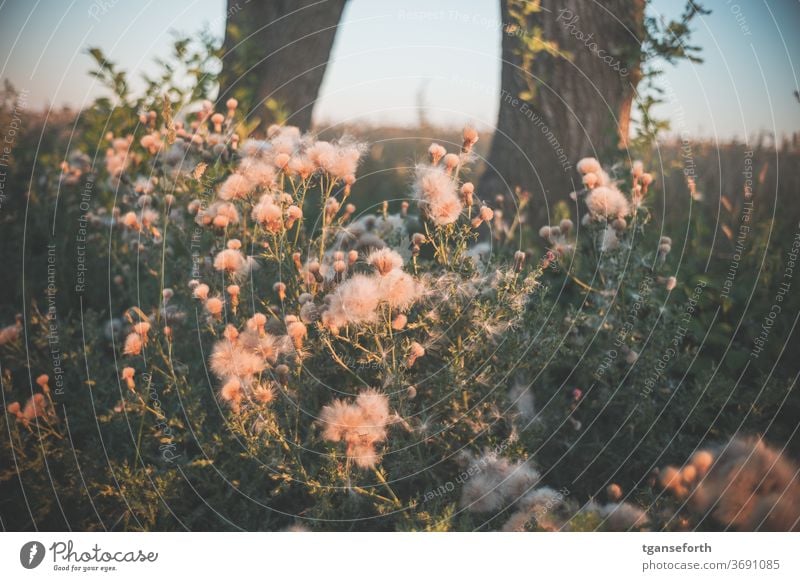 Am Wegesrand Sommer Sommerblumen Wildblume Natur Blume Pflanze schön Außenaufnahme Schwache Tiefenschärfe Menschenleer sommerlich natürlich Nahaufnahme Blühend