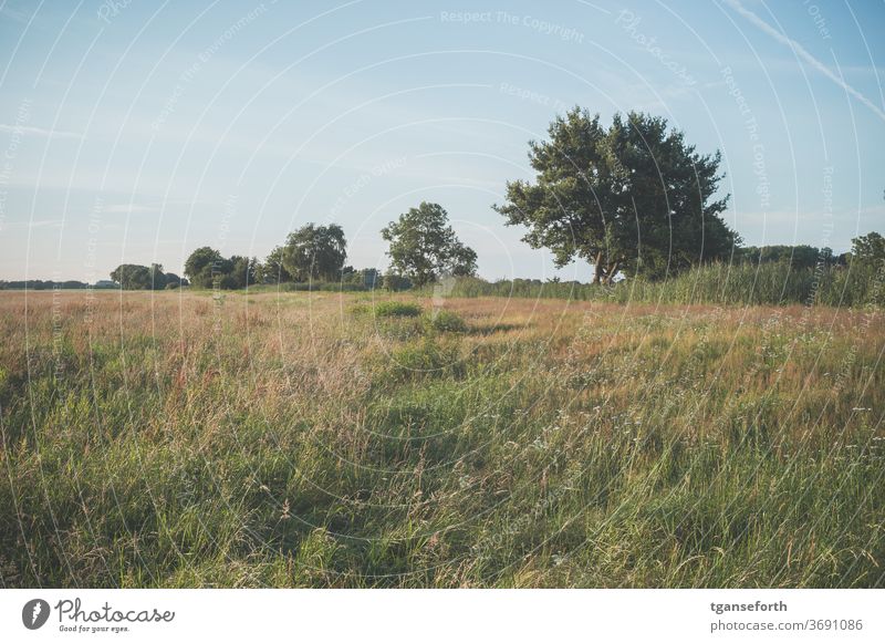 Sommerwiese an der Ems Wiese Wiesenland Sommerlandschaft Deutschland Außenaufnahme Menschenleer Landschaft Naturschutzgebiet Schönes Wetter Gras Emsland