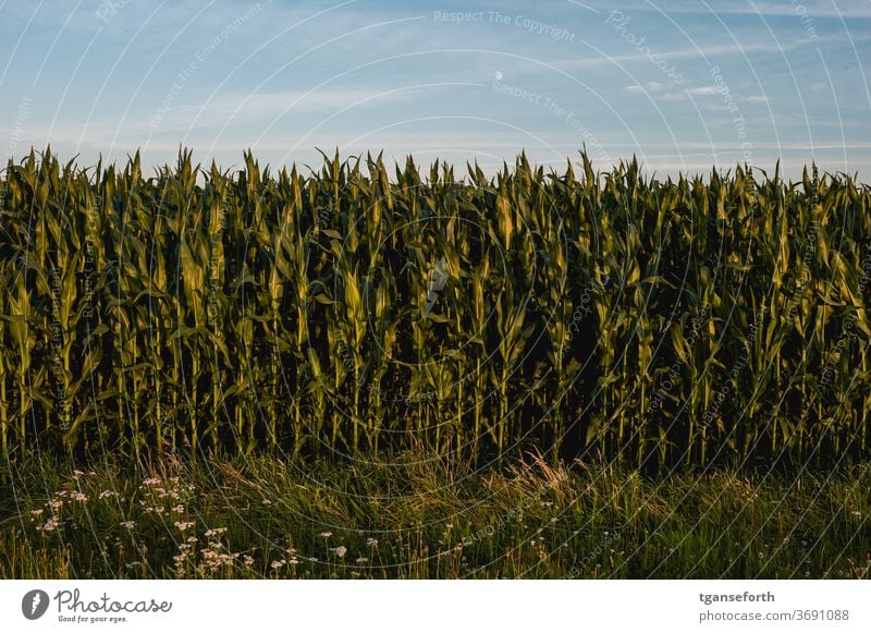 Mais Maisfeld Maiskolben Maispflanzen Maisanbau Maisblatt Feld Pflanze Außenaufnahme Natur Nutzpflanze Farbfoto Sommer Umwelt Menschenleer Landwirtschaft