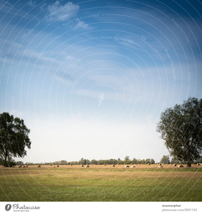 Strohrollen zwischen zwei Bäumen, niedriger Horizont Natur Strohballen Sommer Landschaft Außenaufnahme Menschenleer Feld Himmel blau gelb Getreide Wärme