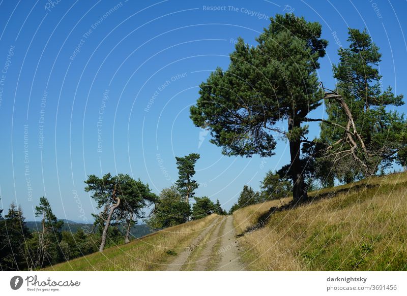 Wandern in der Eifel Nationalpark Außenaufnahme Natur Sommer Landschaft Starke Tiefenschärfe Baum Kiefer Hain Eide Weg Rural Rheinland-Pfalz Idylle Farbfoto Tag