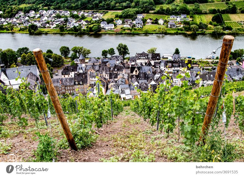 hauswein I Architektur Häuser Jahreszeiten Freiheit Weintrauben Ferien & Urlaub & Reisen Ausflug Schönes Wetter Farbfoto Abenteuer Weinrebe wandern Natur