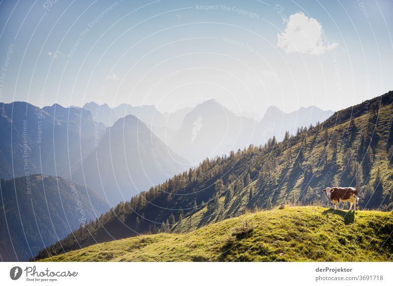 Portrait einer Kuh am Achensee Landwirtschaft Rind Wald Natur Naturschutzgebiet anstrengen Umwelt Mut Beginn Berge u. Gebirge wandern Farbfoto