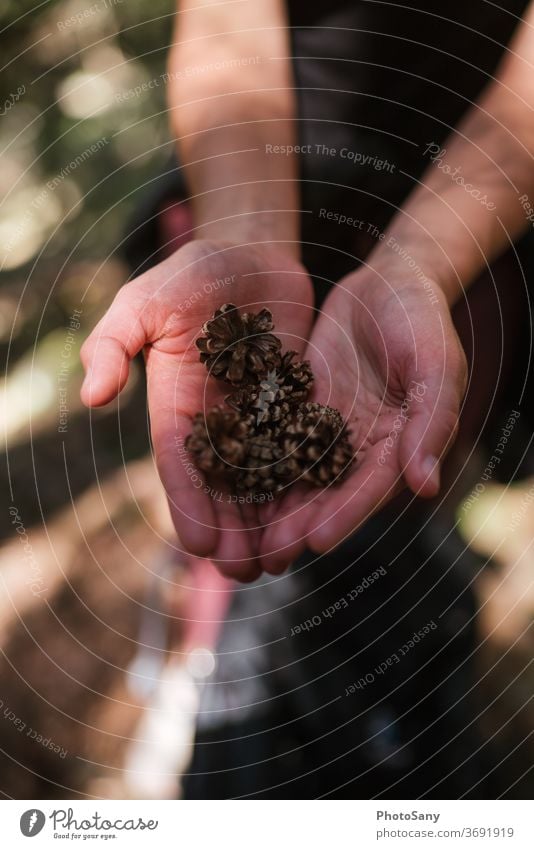 Eine Hand voll Tannenzapfen Hände Wald braun rosa Natur