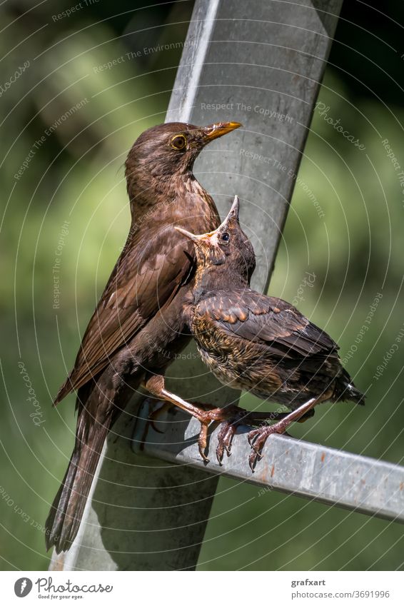 Junge Amsel sitzt auf Leiter und wird von Mutter mit Insekten gefüttert tier baby schnabel biodiversität amsel europäisch diät essen emotion umwelt