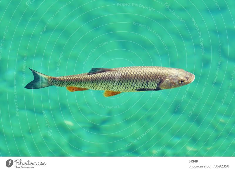 Europäischer Döbel (Squalius Cephalus) in einem der Plitvicer Seen Fisch Fauna Tiere Süßwasserfische im Wasser Unterwasseraufnahme Squalius cephalus