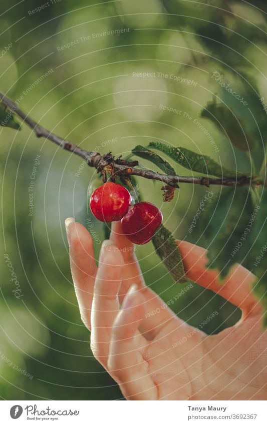 Kirschbaum im Sonnenlicht Kirsche Kirschen Sommer rot Ernte Natur frisch Frucht Garten lecker saftig Außenaufnahme organisch reif Farbfoto Jahreszeiten grün