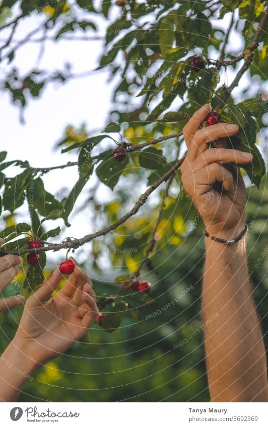 Kirschen im Sonnenlicht ernten Sommer rot Ernte Natur frisch Frucht Garten lecker saftig Außenaufnahme organisch reif Farbfoto Jahreszeiten grün Lebensmittel