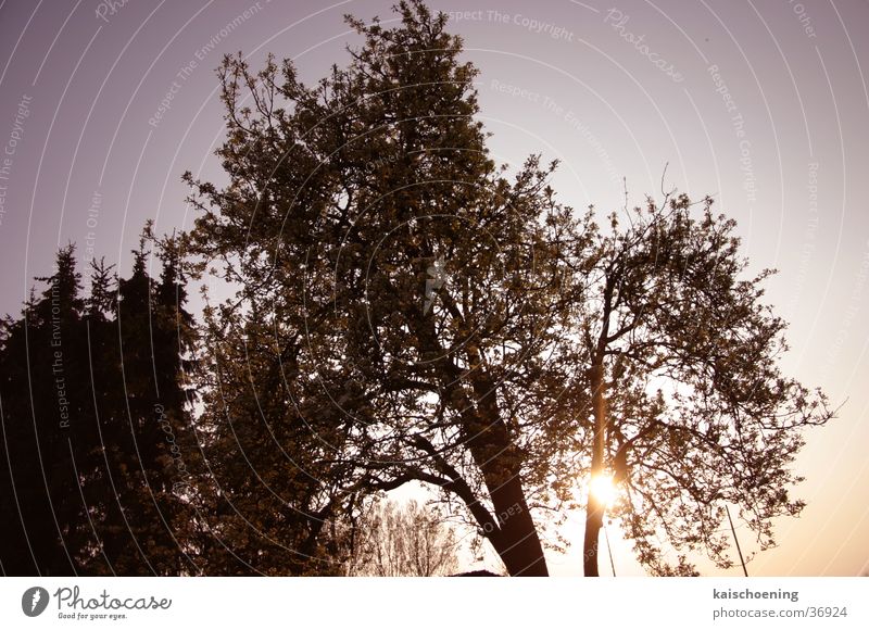 brinentree Sonnenuntergang Baum Anlegestelle Brinen Tree Garten Himmel blau Schöning