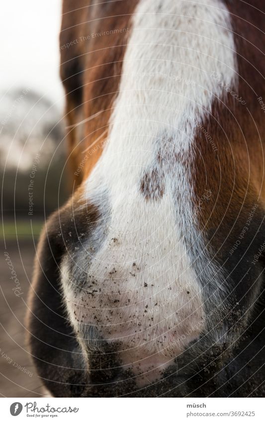 weiße Blesse Pferd braun Nüster individuell Identifizierung Form Symmetrie Hauspferd Wildpferd Horoskop Wappen Tier Säugetier reiten Fuhrwerk Brauereipferde