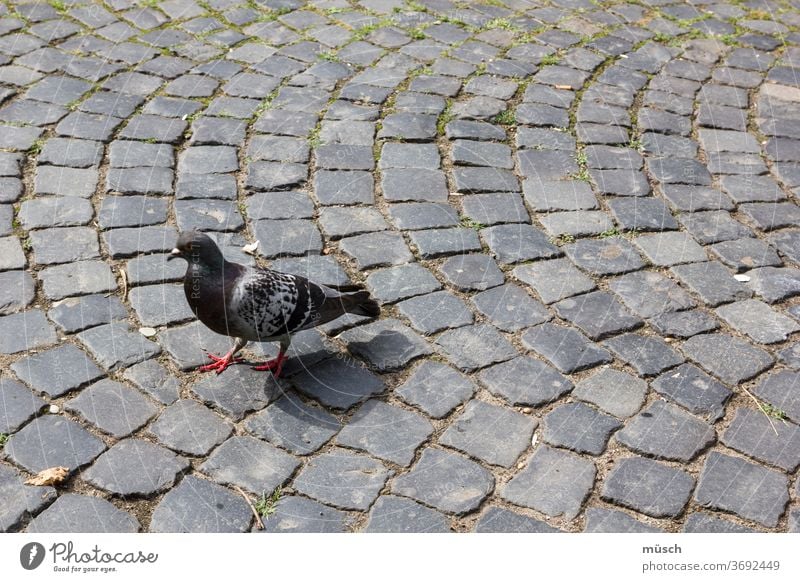 Taube mit rotem Fuß Täuberich Pflaster Steine Federn grau fliegen Stadttaube Muster Symbol Picasso Frieden Schnabel Bibel Freiheit gehörlos Plejaden Fluss