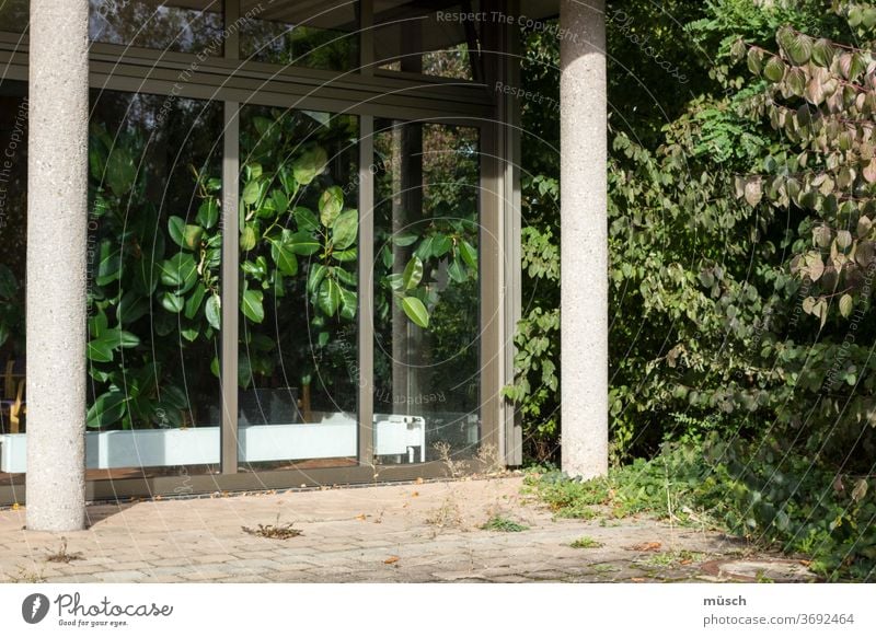 Gummibaum innen aussen Aufenthalt grün grau rosa Unkraut Pflege Terrasse Säulen Heizung Pflanzen Fenster Scheibe Sonnenschein Sichtschutz Haus Porch Leere