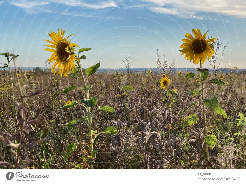 Sonnenblumen im Feld Sommer Herbst Radtour Wachstum wachsen blühen Blüte Natur Blume grün gelb natürlich Landschaft Sonnenlicht Außenaufnahme Himmel Pflanze