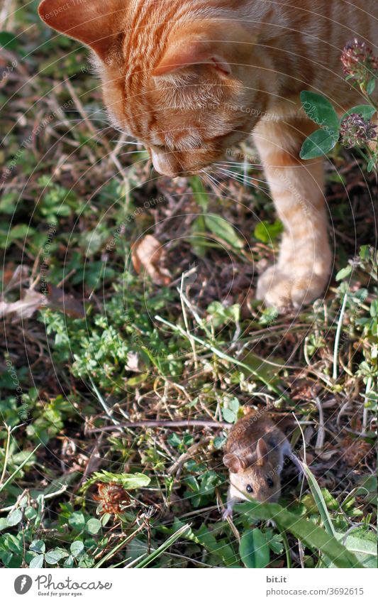 gegensätze l katz und maus Gegensatz Katze Kater Maus Katzenkopf Katz und Maus Tigerfellmuster Tigerkatze Haustier Tier Tierporträt Fell Hauskatze gefährlich