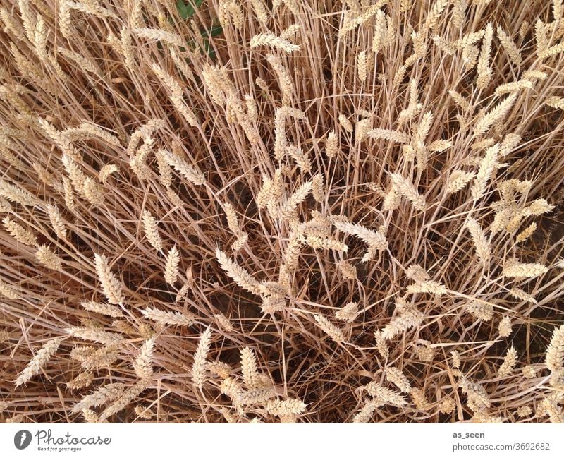 Getreidefeld von oben Gerste Roggen Vogelperspektive Feld Landwirtschaft Weizen Kornfeld Natur Sommer Ackerbau Weizenfeld Ernährung Nutzpflanze Pflanze Umwelt