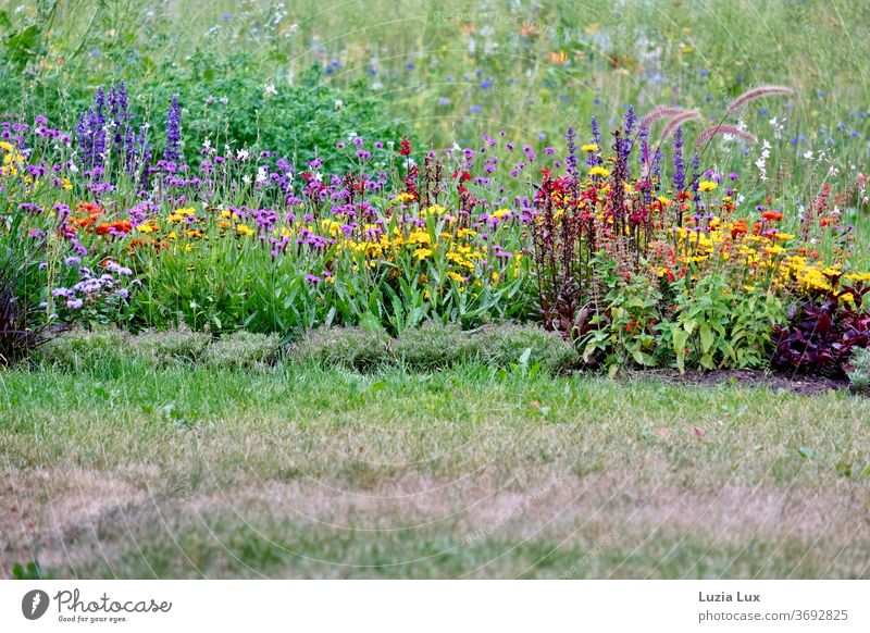 Bunte Blumen in einem öffentlichen Gartenbeet Blumenwiese Sommer Sommerblüte Blühstreifen Straßenrand bunt Vielfältig Sonnenschein Natur Wiese Blüte