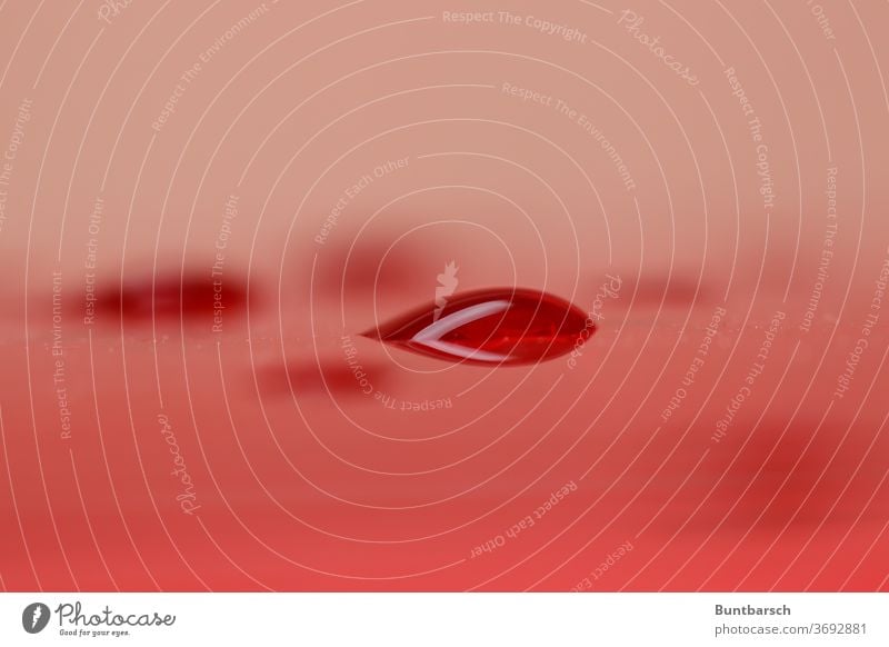 roter Tropfen Regentropfen Blutstropfen Rotwein Natur nass Wasser Wassertropfen Nahaufnahme Makroaufnahme Detailaufnahme Farbfoto Tau feucht Licht