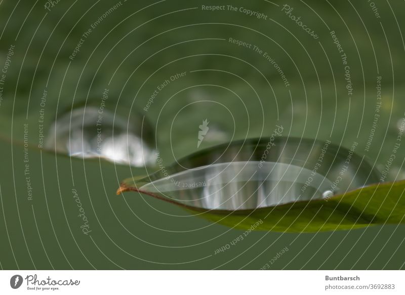 Wassertropfen auf Blatt als Makro wasser... Regen grün Pflanze Makroaufnahme Nahaufnahme nass Natur feucht Reflexion & Spiegelung Tropfen Detailaufnahme Tau